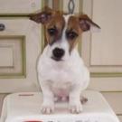 Edji - Jack Russell Terrier (Jack Russell d'Australie)  - Mâle