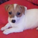 Era - Jack Russell Terrier (Jack Russell d'Australie)  - Femelle