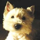 Volpone - West Highland White Terrier (Westie, White Terrier  - Mâle