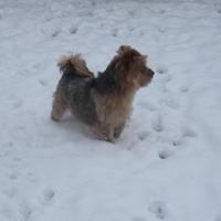 Ella  - Yorkshire Terrier  - Femelle