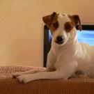 Praline - Jack Russell Terrier (Jack Russell d'Australie)  - Femelle