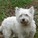 Satine - West Highland White Terrier (Westie, White Terrier  - Femelle stérilisée