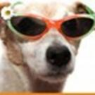Dima - Jack Russell Terrier (Jack Russell d'Australie)  - Mâle