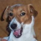 Cooper - Jack Russell Terrier (Jack Russell d'Australie)  - Mâle