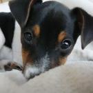Empty - Jack Russell Terrier (Jack Russell d'Australie)  - Mâle