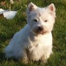 Phoebus du mas bousquet - West Highland White Terrier (Westie, White Terrier  - Mâle