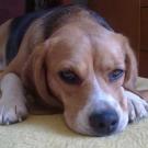 Elfy - Beagle  - Femelle