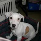 Ebène - Jack Russell Terrier (Jack Russell d'Australie)  - Femelle