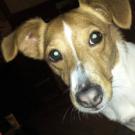 Princesse - Jack Russell Terrier (Jack Russell d'Australie)  - Femelle stérilisée
