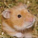 Gouky - Hamster  - Mâle