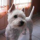 Dixy - West Highland White Terrier (Westie, White Terrier  - Mâle