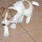 Elvis - Jack Russell Terrier (Jack Russell d'Australie)  - Mâle
