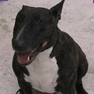Rocco - Bull Terrier (English Bull Terrier)  - Mâle