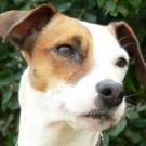 Peppi - Jack Russell Terrier (Jack Russell d'Australie)  - Femelle stérilisée