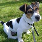 Cohen - Jack Russell Terrier (Jack Russell d'Australie)  - Mâle