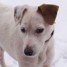 Elfy - Jack Russell Terrier (Jack Russell d'Australie)  - Femelle