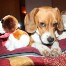Déesse - Beagle  - Femelle