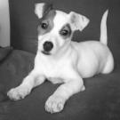 Lylou - Jack Russell Terrier (Jack Russell d'Australie)  - Femelle