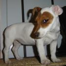 Cahuette - Jack Russell Terrier (Jack Russell d'Australie)  - Femelle stérilisée