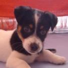Ethan - Jack Russell Terrier (Jack Russell d'Australie)  - Mâle