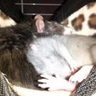 Chivas et stuffy - Rat  - Femelle