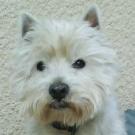 Pongo - West Highland White Terrier (Westie, White Terrier  - Mâle