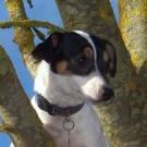 Eridan - Jack Russell Terrier (Jack Russell d'Australie)  - Femelle