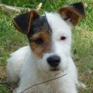 Easy - Jack Russell Terrier (Jack Russell d'Australie)  - Femelle