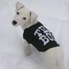 Endy - Jack Russell Terrier (Jack Russell d'Australie)  - Mâle