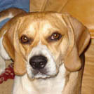 Vixie - Beagle  - Femelle