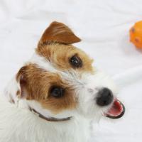 Eden - Jack Russell Terrier (Jack Russell d'Australie)  - Mâle