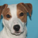 Capsule - Jack Russell Terrier (Jack Russell d'Australie)  - Mâle