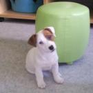 Dana - Jack Russell Terrier (Jack Russell d'Australie)  - Femelle