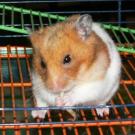 Naïka - Hamster  - Femelle