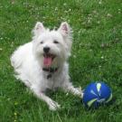 Elya - West Highland White Terrier (Westie, White Terrier  - Femelle