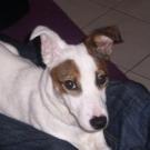 Eden - Jack Russell Terrier (Jack Russell d'Australie)  - Femelle