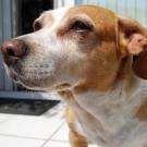 Lofiha - Jack Russell Terrier (Jack Russell d'Australie)  - Femelle