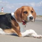 Rasta - Beagle  - Femelle