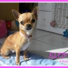 Elfy - Chihuahua (Chihuahueño)  - Femelle