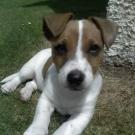 Diego - Jack Russell Terrier (Jack Russell d'Australie)  - Mâle