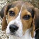 Biri - Beagle  - Mâle
