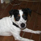 Pilou - Jack Russell Terrier (Jack Russell d'Australie)  - Mâle