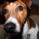 Vigo - Jack Russell Terrier (Jack Russell d'Australie)  - Mâle