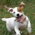 Lilo - Jack Russell Terrier (Jack Russell d'Australie)  - Femelle stérilisée