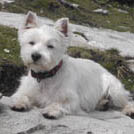 Tusty - West Highland White Terrier (Westie, White Terrier  - Mâle