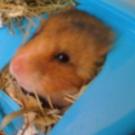 Ninie  - Hamster  - Femelle