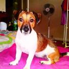 Perle - Jack Russell Terrier (Jack Russell d'Australie)  - Femelle stérilisée