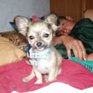 Rocky - Chihuahua (Chihuahueño)  - Mâle