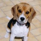 Tina - Beagle  - Femelle stérilisée