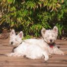 Sissi - West Highland White Terrier (Westie, White Terrier  - Femelle stérilisée